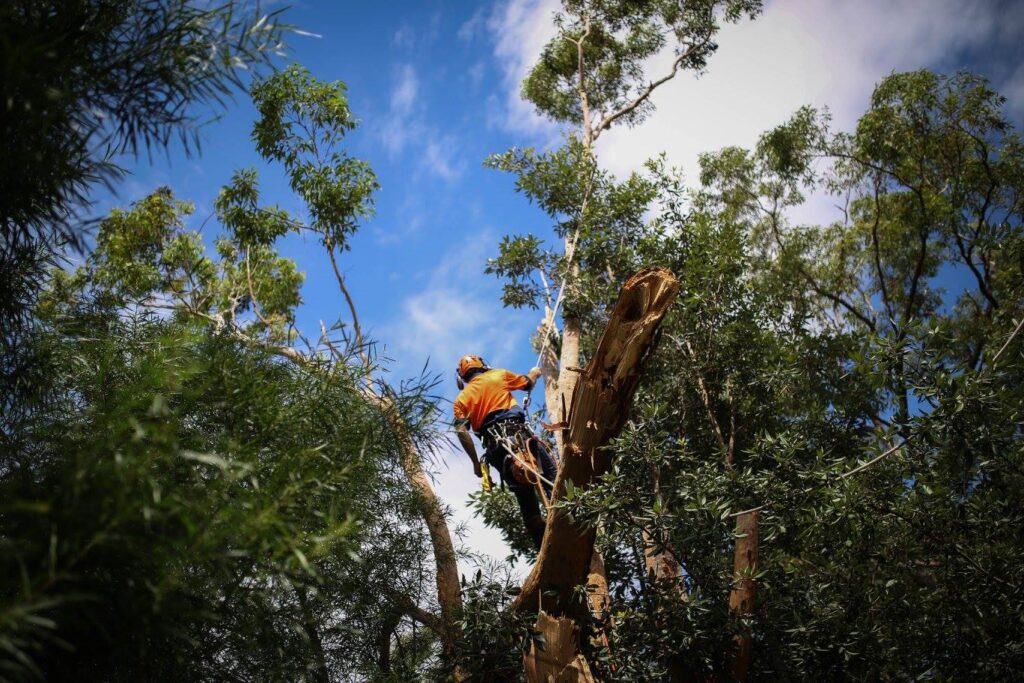 tree removal in blue mountains