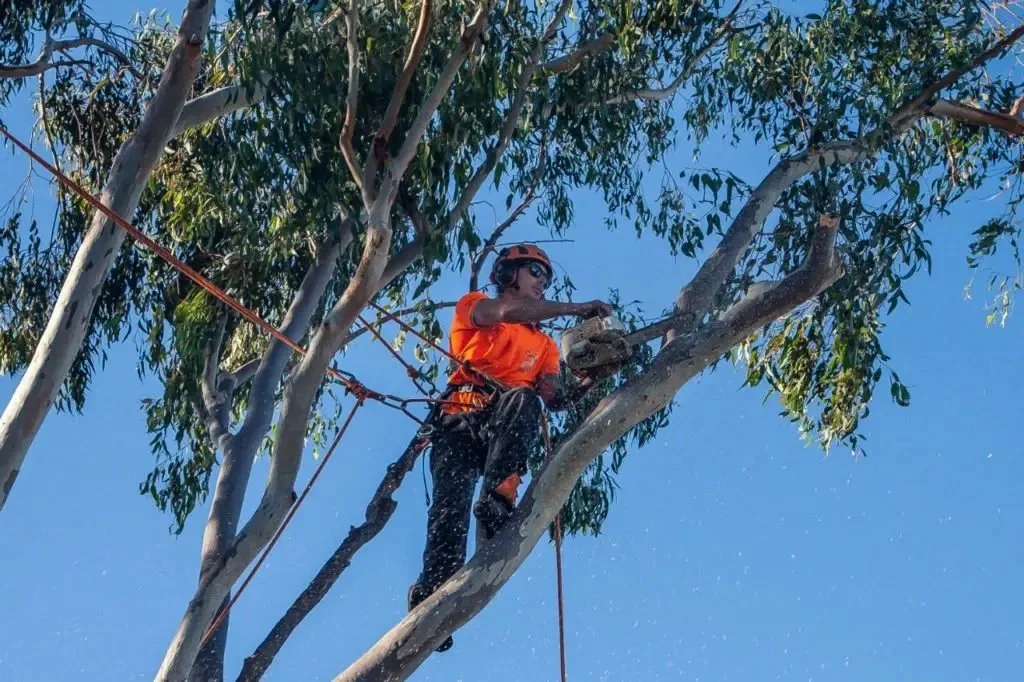 tree removal Sydney