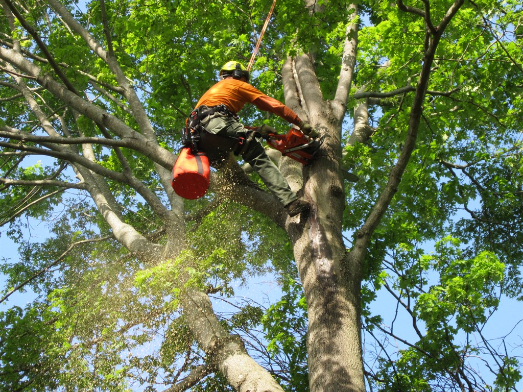 tree removal in blue mountains