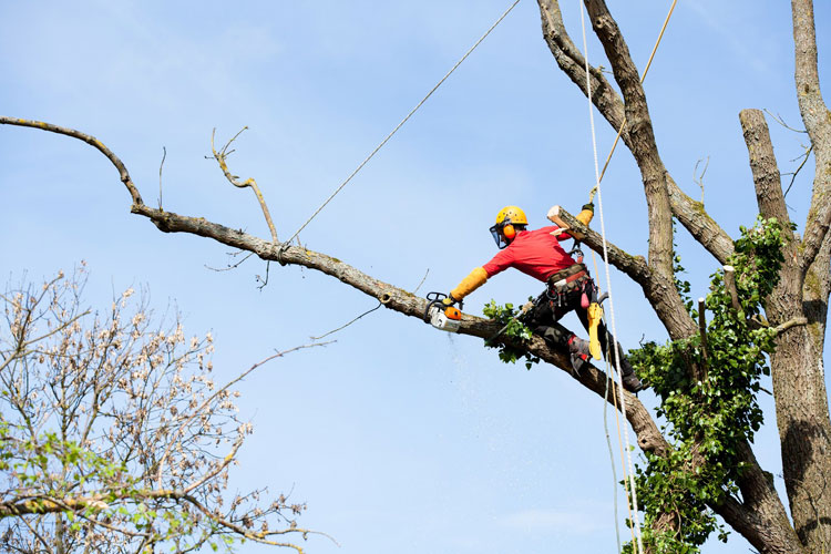 tree removal