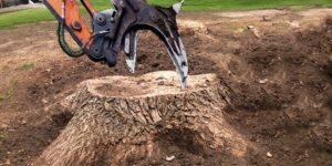 Stump Grinding vs Removal: Which Option Is Best for You?