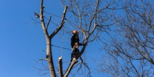 Top 3 Reasons for Tree Removal in Blue Mountains