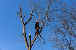 tree removal in blue mountains