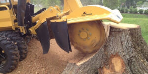 Emergency Stump Removal Services: Quick Solutions for Your Needs