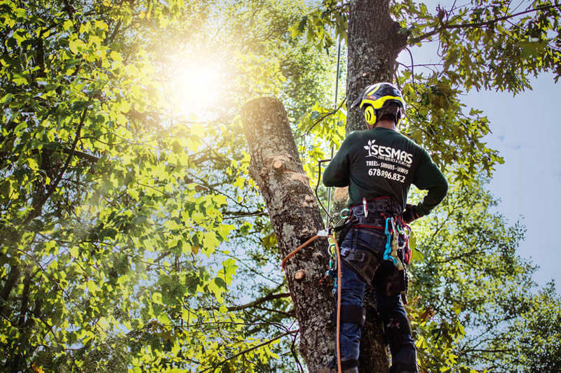 tree removal